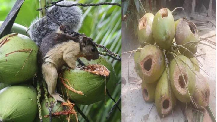 কুমিল্লায় সবজি ও ফল-ফলাদি