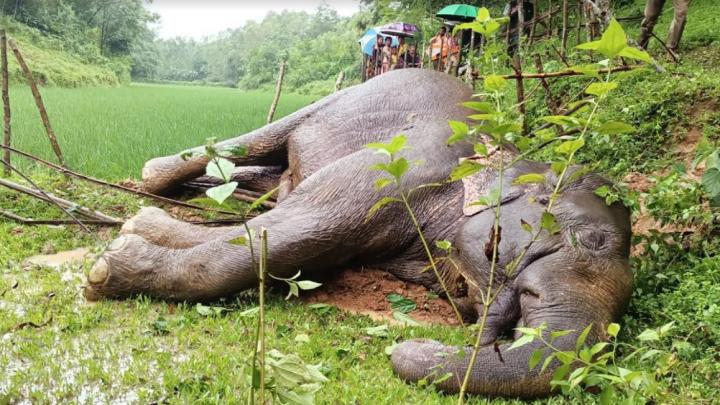 ঝিনাইগাতীতে