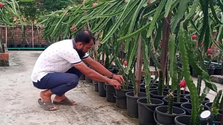 ফুলবাড়ীতে ছাদে ড্রাগন চাষে সফল